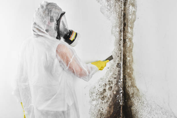 Best Mold Removal Specialists  in Mishawaka, IN