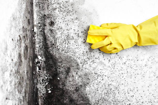 Professional Mold Removal in Mishawaka, IN