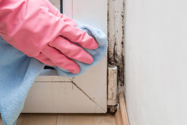 Crawl Space Mold Removal in Mishawaka, IN